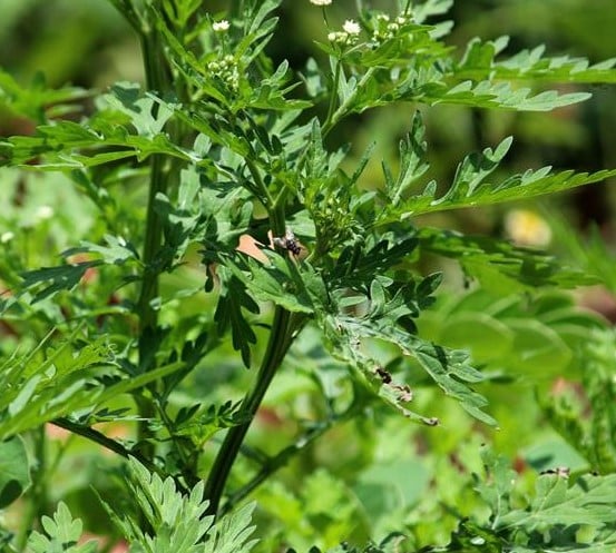 Parthenium hysterophorus 2